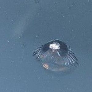 Half moon chip in a windscreen