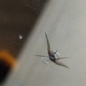 Star break in a windscreen